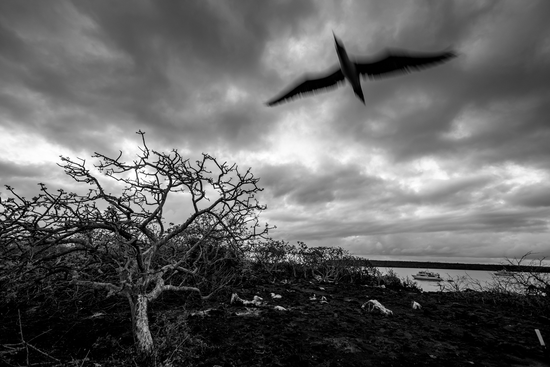 20170317_galapagos_0835